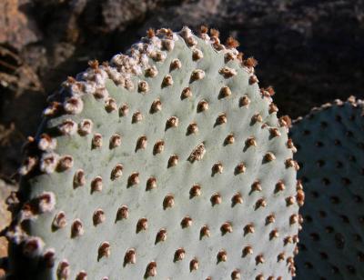 Cactus bumps