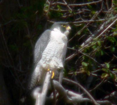 Morro Rock peregrines 2006