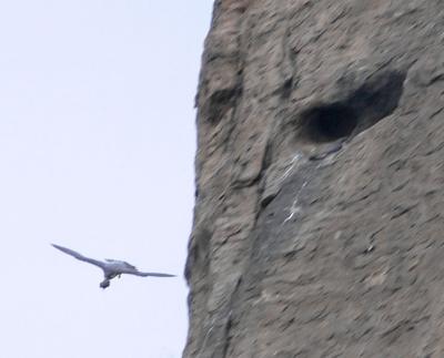 Peregrine mating