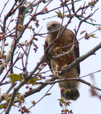 Male Hawk