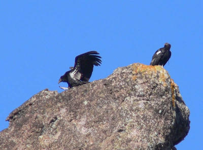 More condors