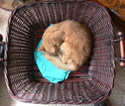 Round cat in square basket