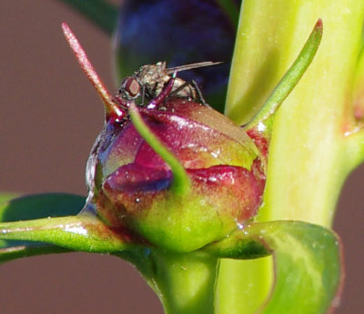 crop 2 IMGP0648.jpg