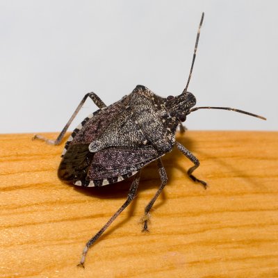 Stink_bug_K7_P0228.jpg