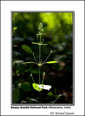 Abstract plant 1.jpg
