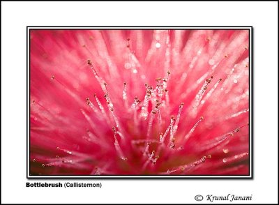 Bottlebrush Callistemon.jpg