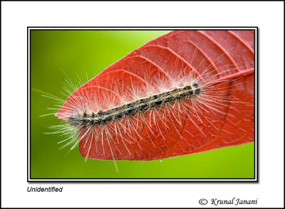 Caterpillar on Leaf.jpg