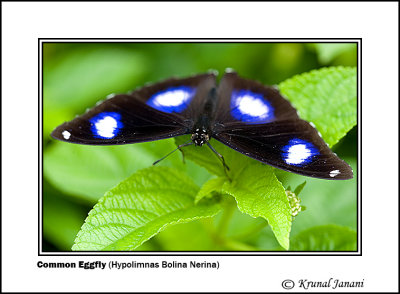 Common Eggfly Hypolimnas bolina nerina 1.jpg