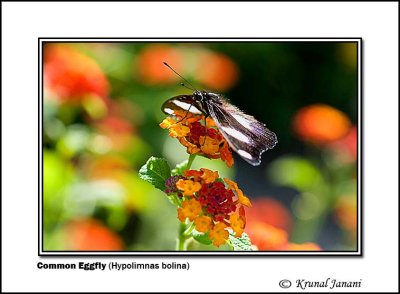 Common Eggfly Hypolimnas bolina .jpg
