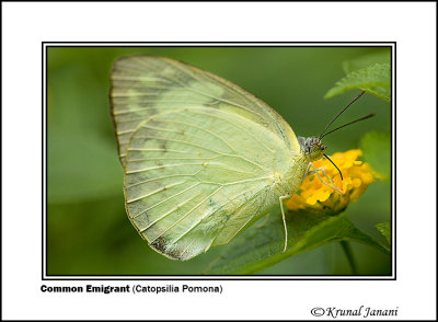 Common Emigrant Catopsilia pomona 1.jpg