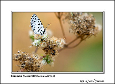 Common Pierrot Castalius rosimon.jpg