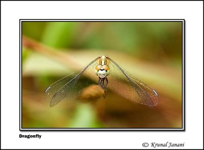 Dragonfly .jpg