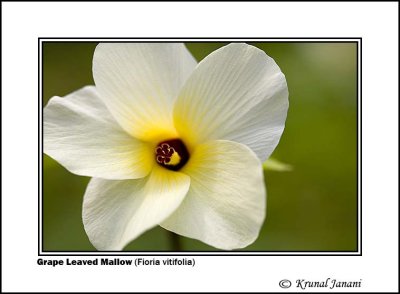 Grape Leaved Mallow Fioria vitifolia 1.jpg