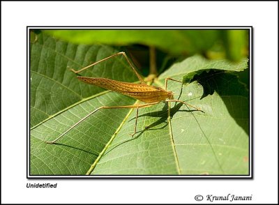 Grasshopper .jpg