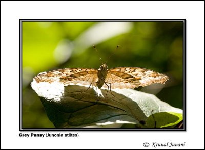 Grey Pansy Junonia atlites .jpg