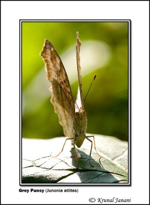 Grey Pansy Junonia atlites .jpg