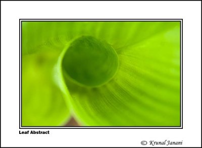 Leaf Abstract 1.jpg