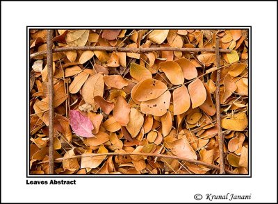 Leaves Frame 1.jpg