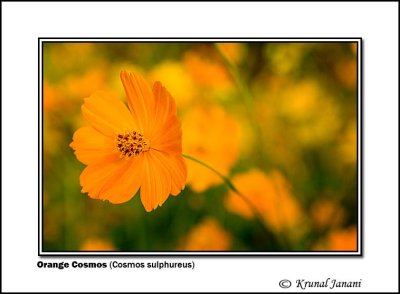 Orange Cosmos Cosmos sulphureus 2.jpg