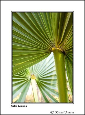 Palm Leaves .jpg
