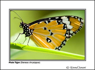 Plain Tiger Danaus chrysippus 1 .jpg