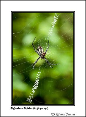 Signature Spider 1 .jpg