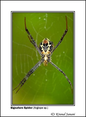 Signature Spider 2 .jpg