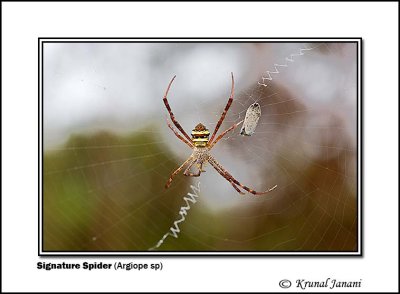 Signature Spider Argiope sp .jpg