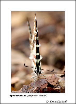 Spot Swordtail Graphium nomius 2 .jpg