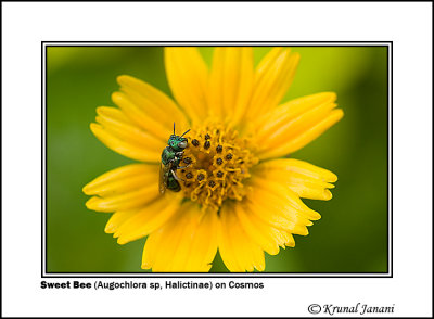 Sweet Bee Augochlora sp Halictinae on Cosmos 1.jpg