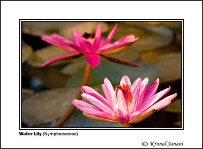 Water Lily Nymphaeaceae 1 .jpg