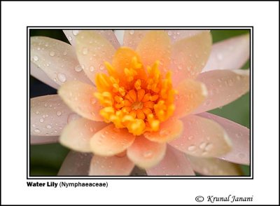 Water Lily Nymphaeaceae 4 .jpg