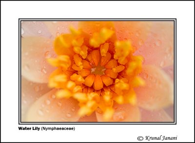 Water Lily Nymphaeaceae 5.jpg