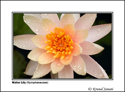 Water Lily Nymphaeaceae 6.jpg