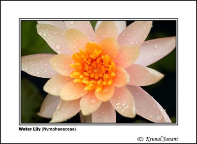 Water Lily Nymphaeaceae 7 .jpg