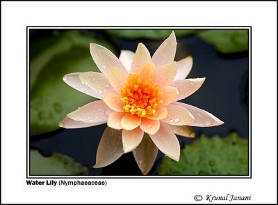 Water Lily Nymphaeaceae 8 .jpg