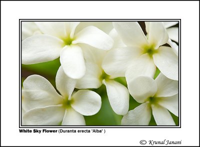 White Sky Flower Duranta erecta Alba  1 .jpg