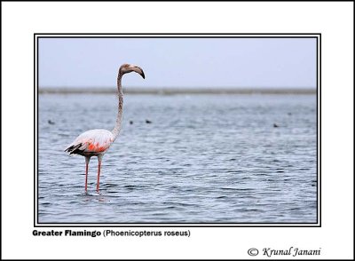 Greater Flamingo Phoenicopterus roseus 2.jpg