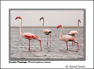 Greater Flamingo Phoenicopterus roseus .jpg