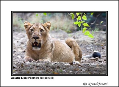 Lion 2 .jpg