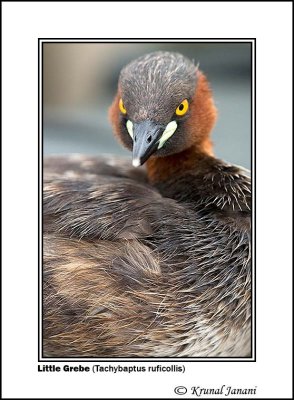 Little Grebe Tachybaptus ruficollis 3 .jpg