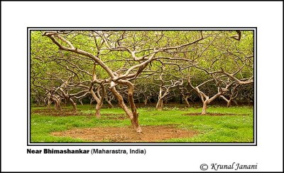 Trees at Bhimashankar 1 .jpg