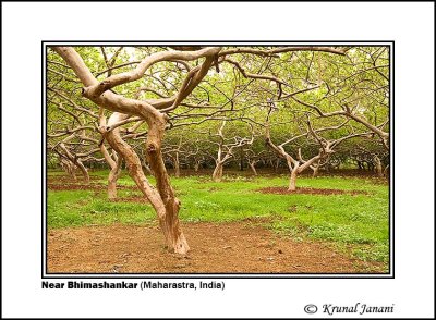 Trees at Bhimashankar 2 .jpg