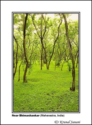 Trees at Bhimashankar 3 .jpg
