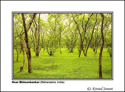 Trees at Bhimashankar 4 .jpg