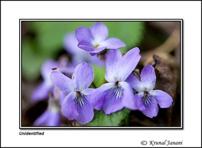 Flower in Sarahan 3.jpg