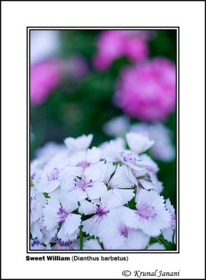 g3/89/599289/3/119891725.scD9ADui.jpg