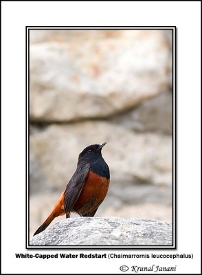 White-Capped Water Redstart Chaimarrornis leucocephalus.jpg