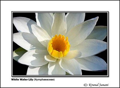 White Water Lily Nymphaeaceae.jpg