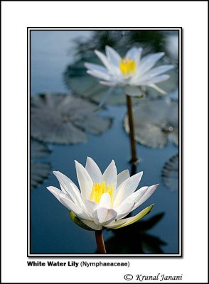 White Water Lily Nymphaeaceae.jpg